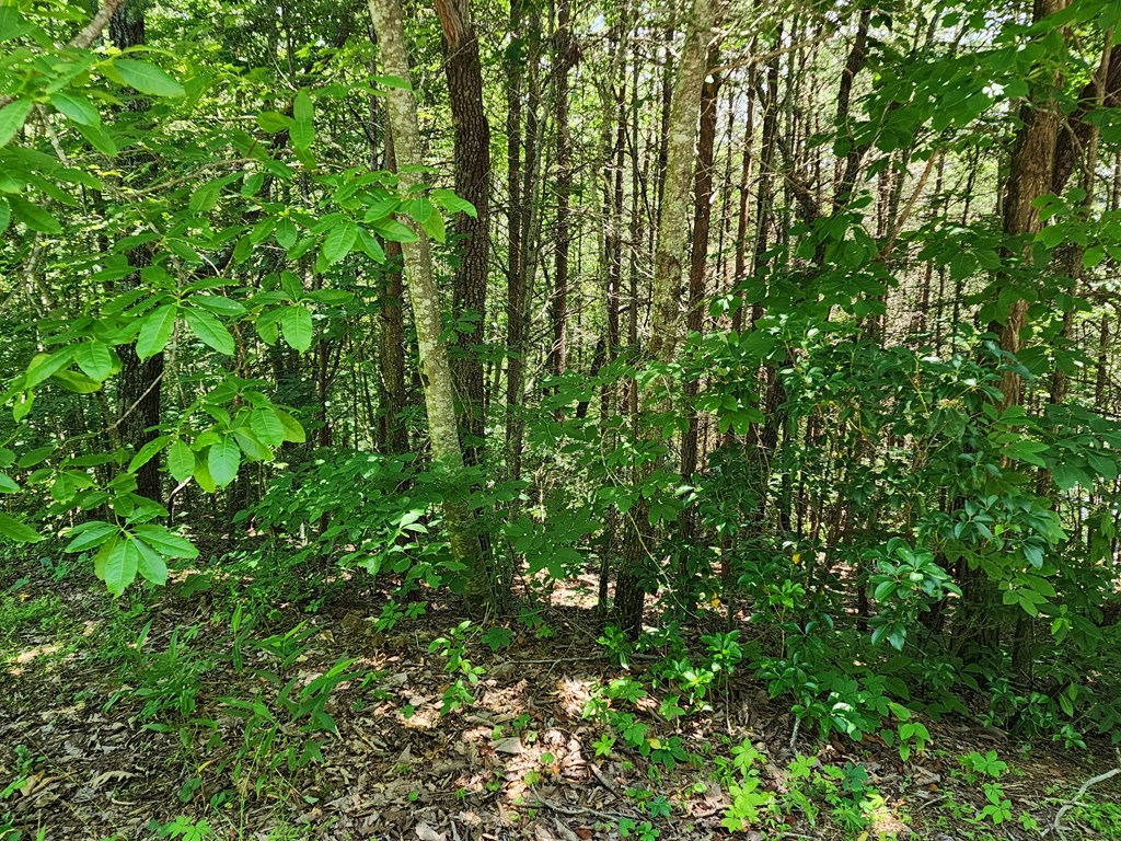 Lot19 Bel-aire Estates Property Photo 4