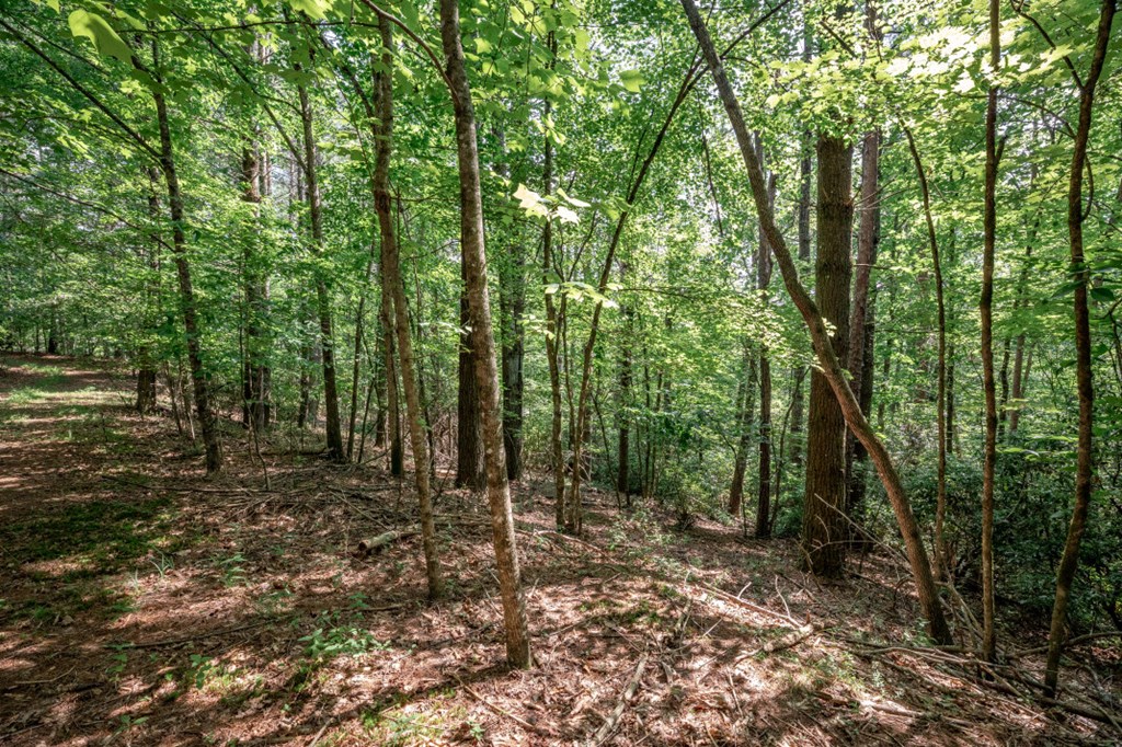Lot 10 Raper Mill Creek Property Photo 5