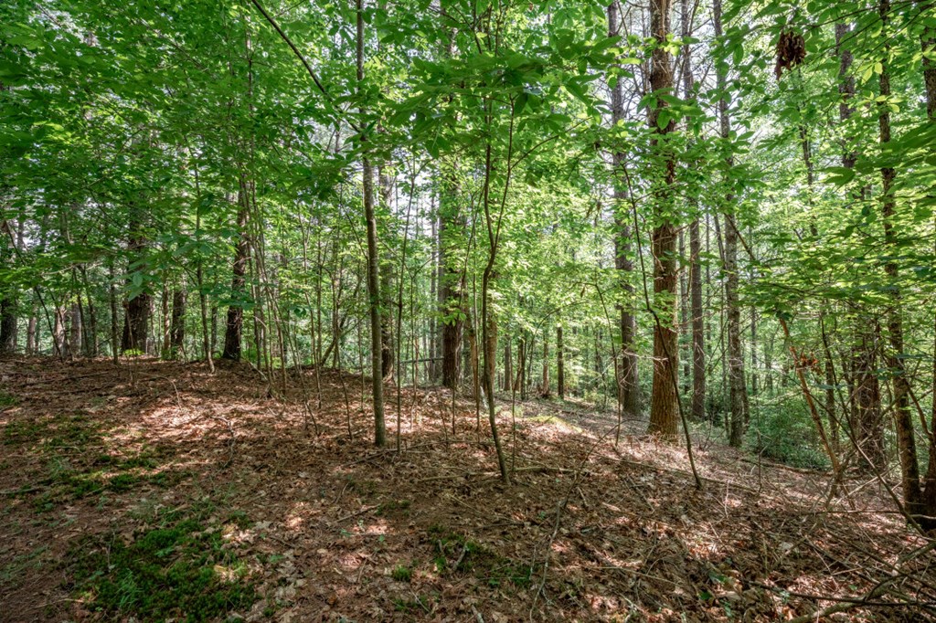 Lot 10 Raper Mill Creek Property Photo 7