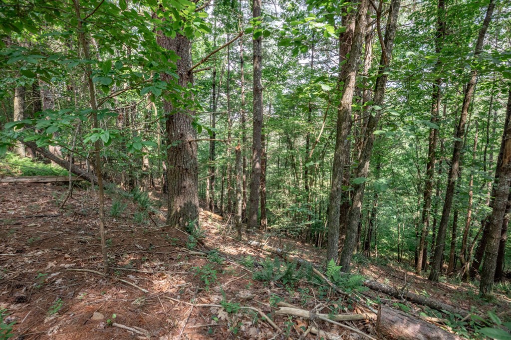 Lot 10 Raper Mill Creek Property Photo 8