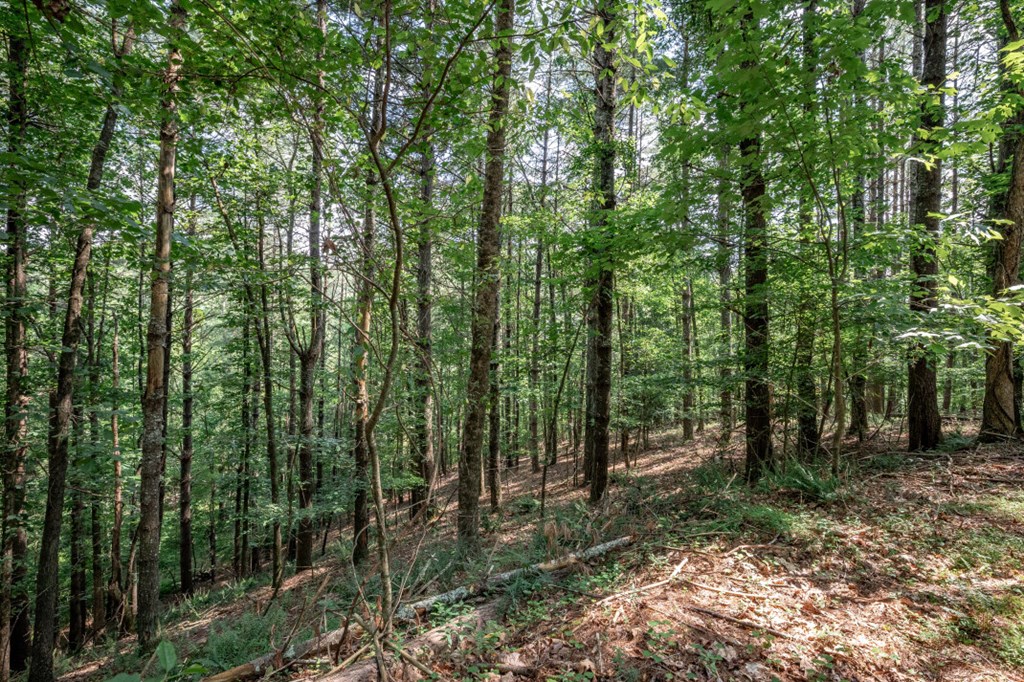 Lot 10 Raper Mill Creek Property Photo 10