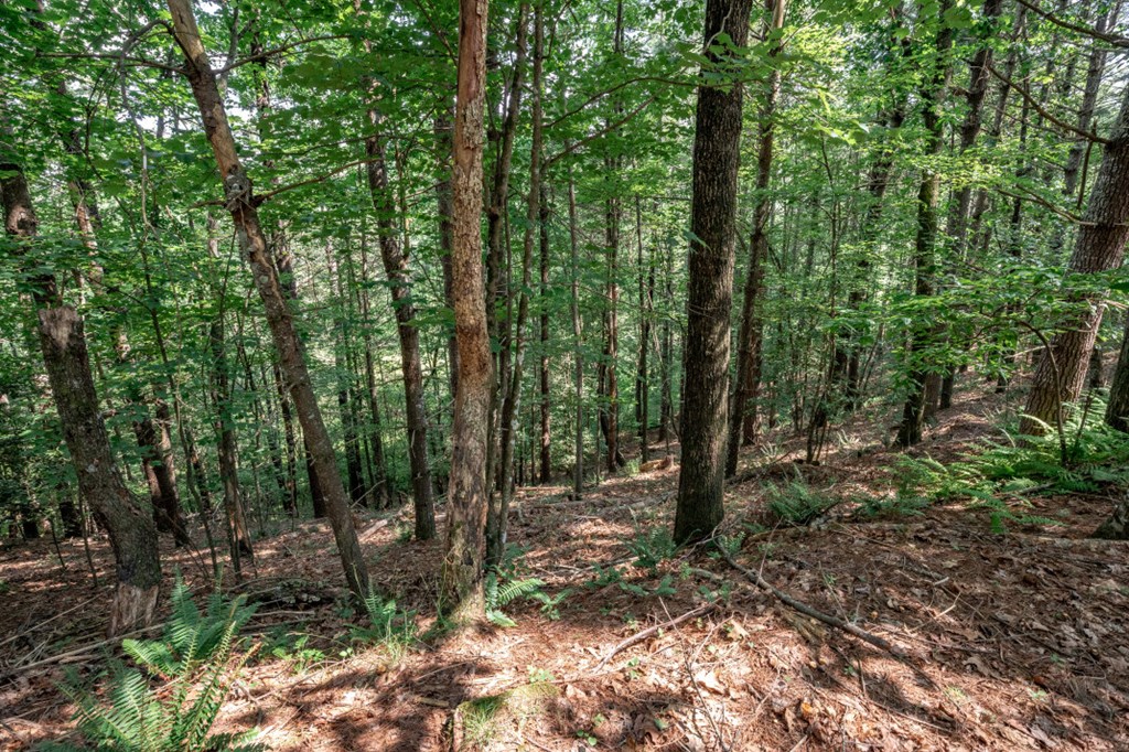 Lot 10 Raper Mill Creek Property Photo 12