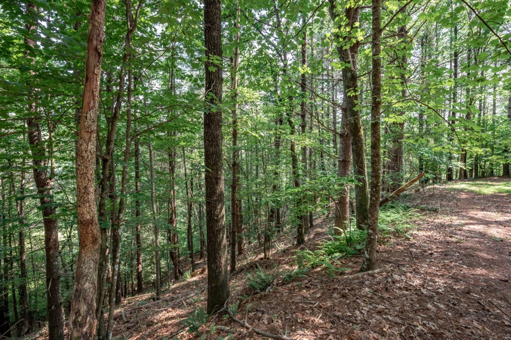 Lot 10 Raper Mill Creek Property Photo 13