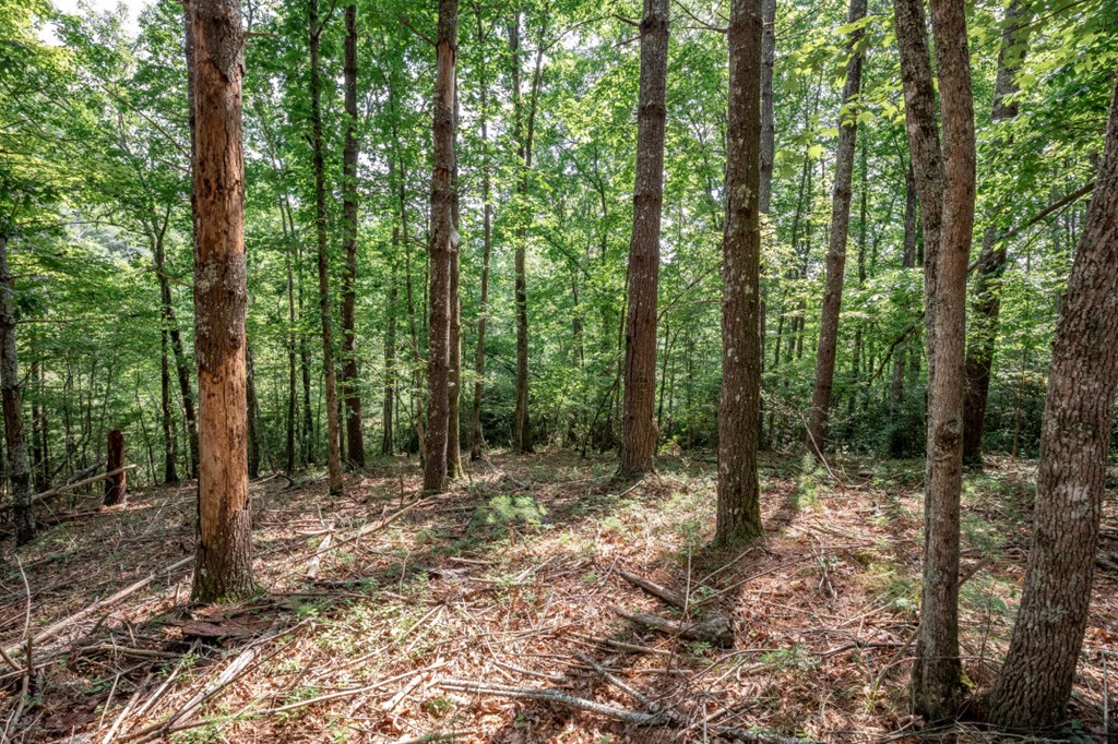 Lot 10 Raper Mill Creek Property Photo 15