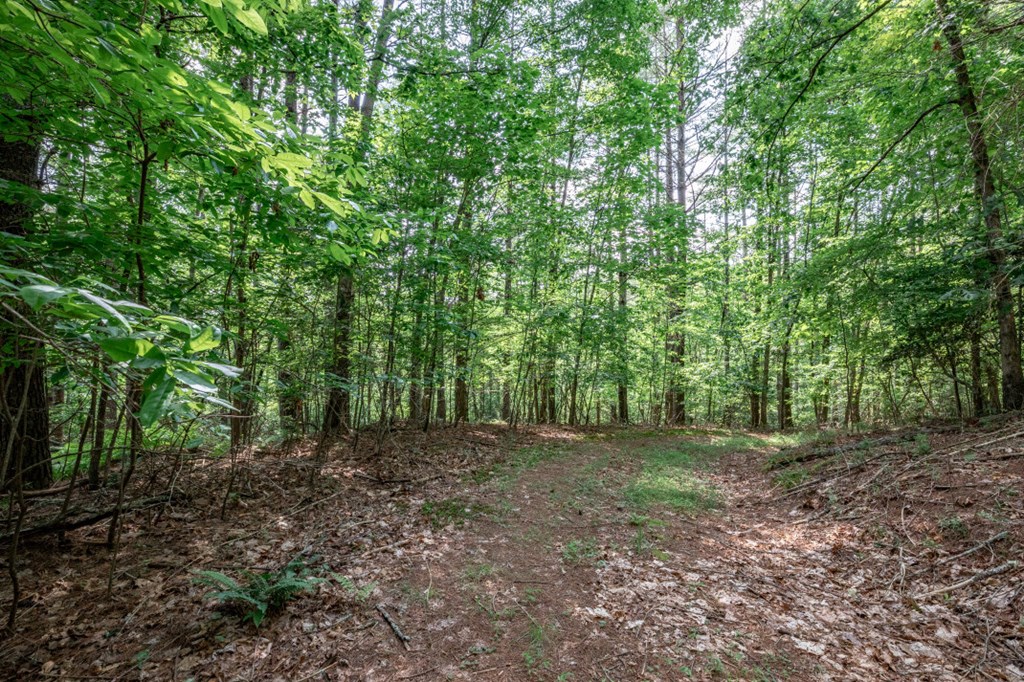 Lot 10 Raper Mill Creek Property Photo 16