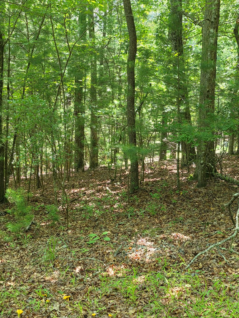 Lot 1 High Knee Road Property Photo 18