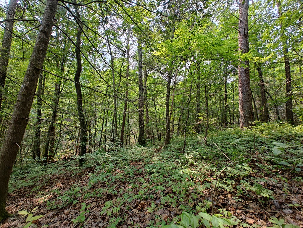Lot 5 Megan Trace Drive Property Photo 6