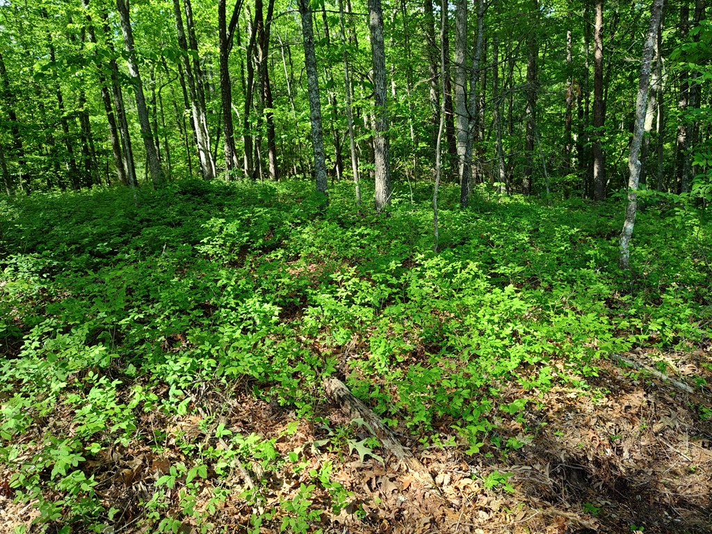 Lot 5 Megan Trace Drive Property Photo 11
