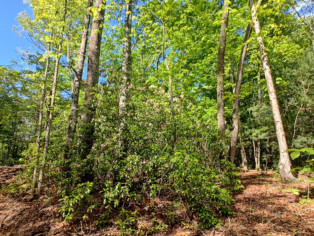 Lot 5 Megan Trace Drive Property Photo 12