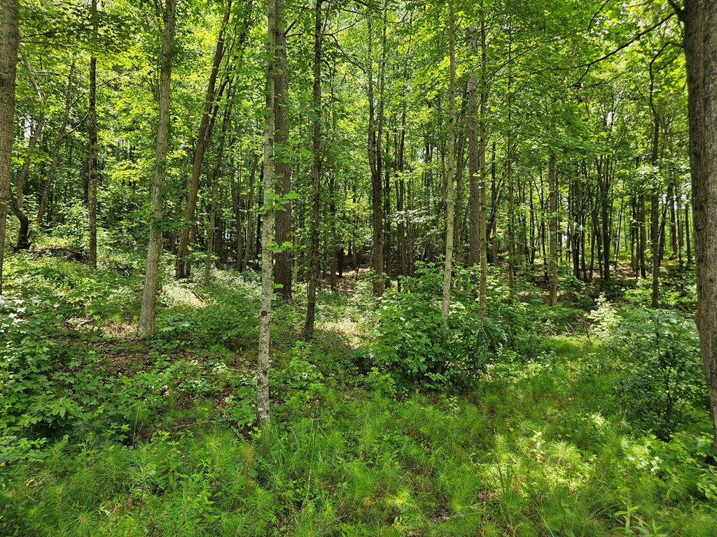 0 Twisted Oak Road Property Photo 3