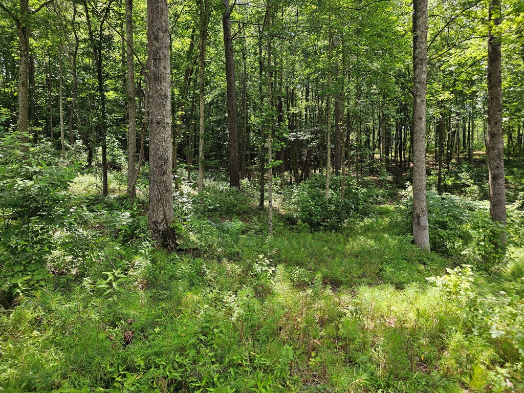 0 Twisted Oak Road Property Photo 4