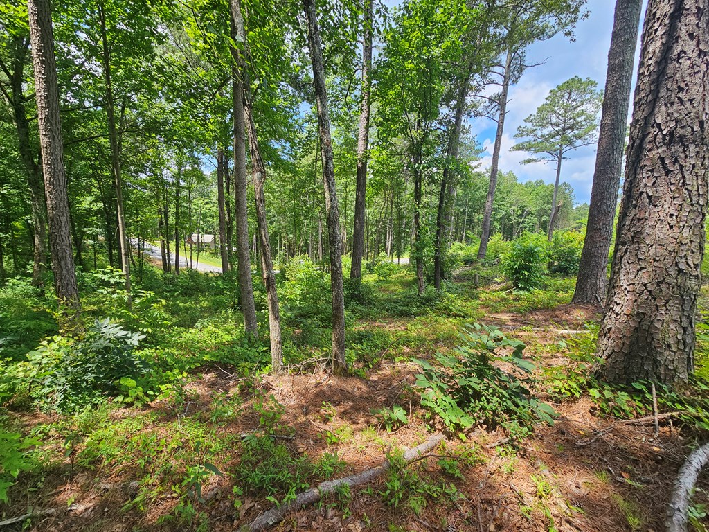 0 Twisted Oak Road Property Photo 5
