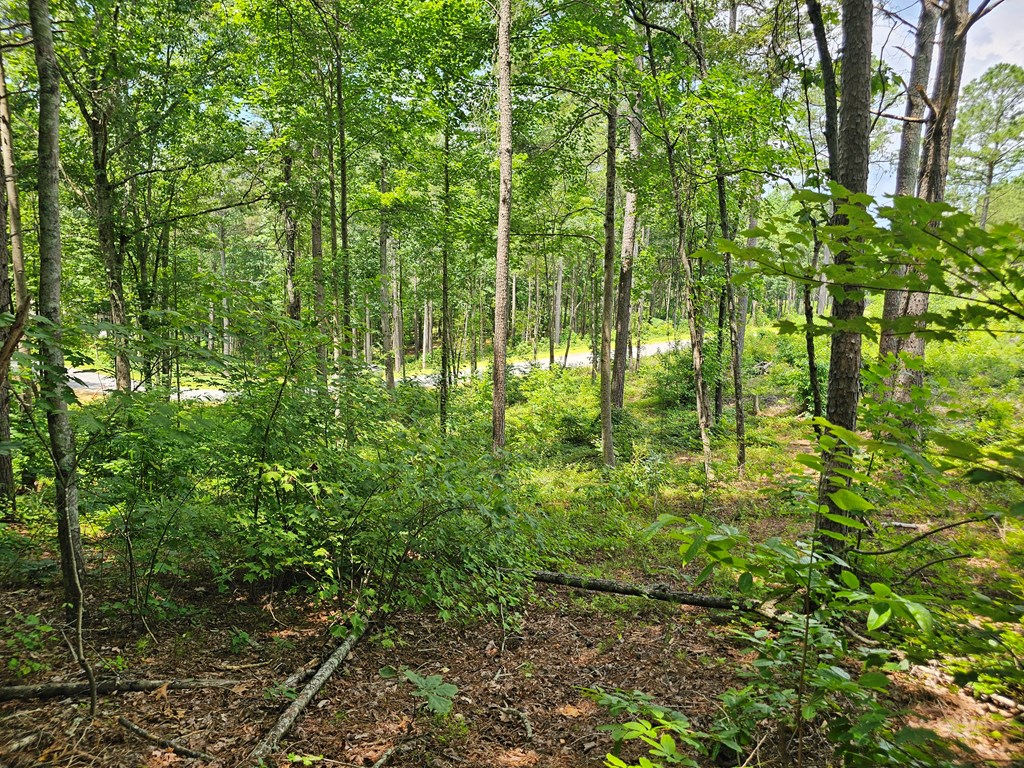 0 Twisted Oak Road Property Photo 6