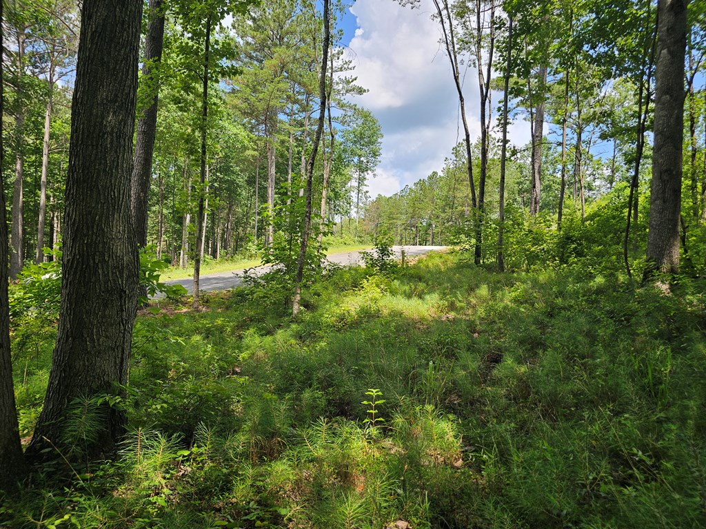 0 Twisted Oak Road Property Photo 7