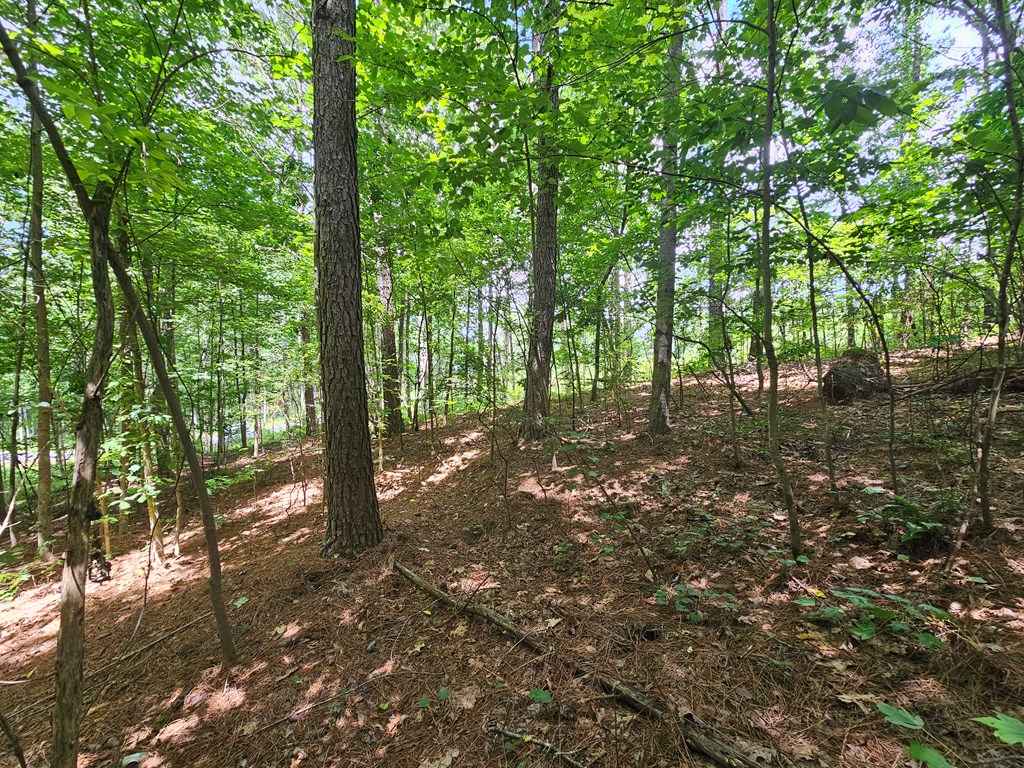 0 Twisted Oak Road Property Photo 8