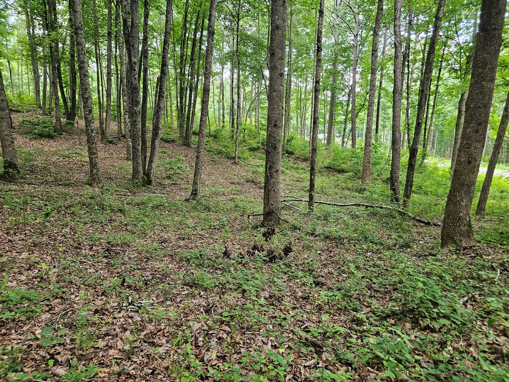 0 Twisted Oak Road Property Photo 9