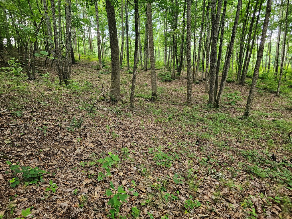 0 Twisted Oak Road Property Photo 10