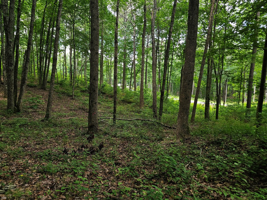 0 Twisted Oak Road Property Photo 11