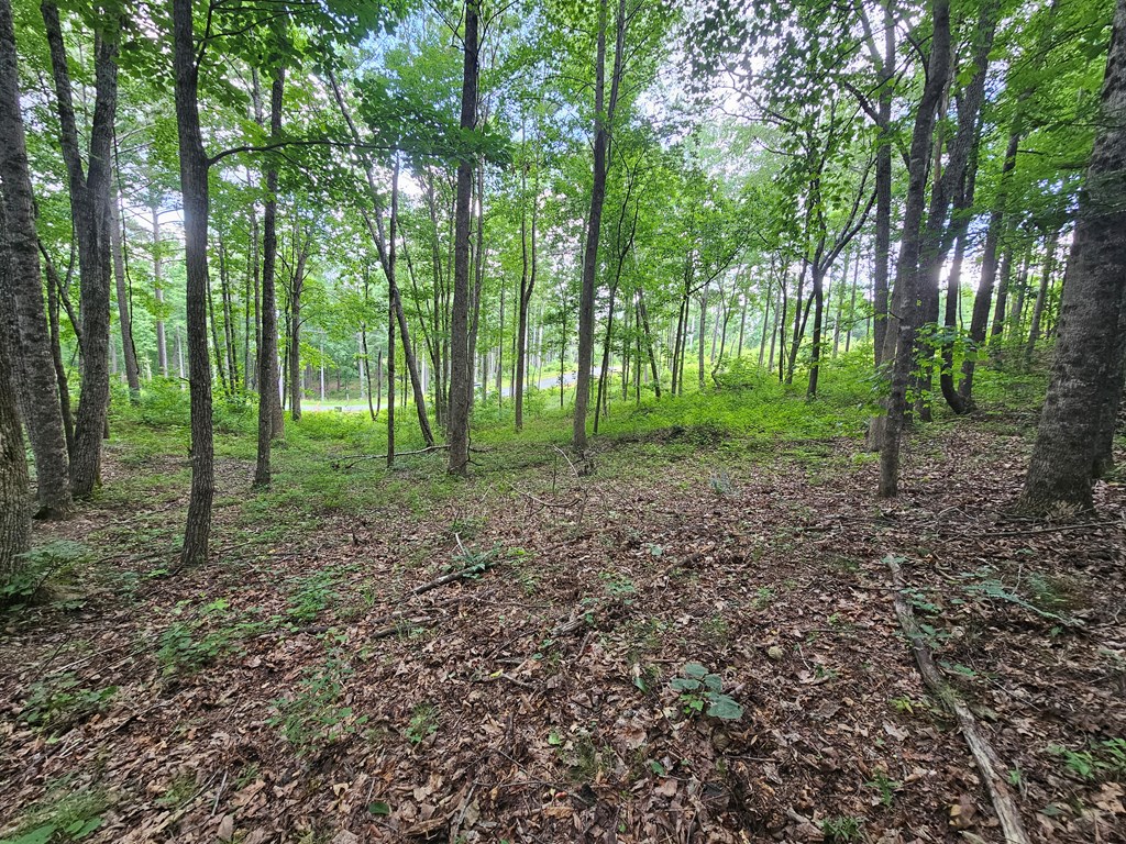 0 Twisted Oak Road Property Photo 14