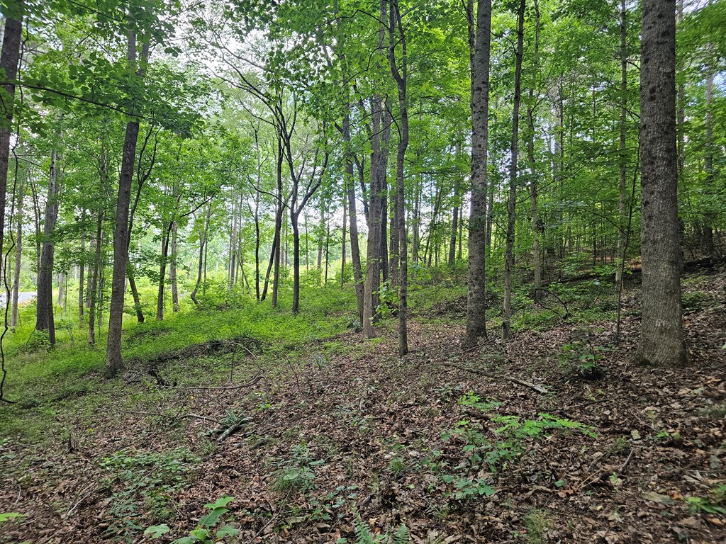 0 Twisted Oak Road Property Photo 15