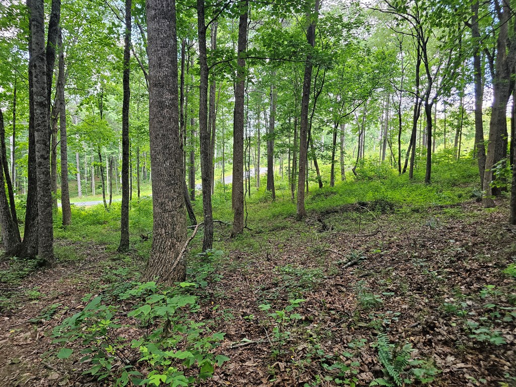 0 Twisted Oak Road Property Photo 16