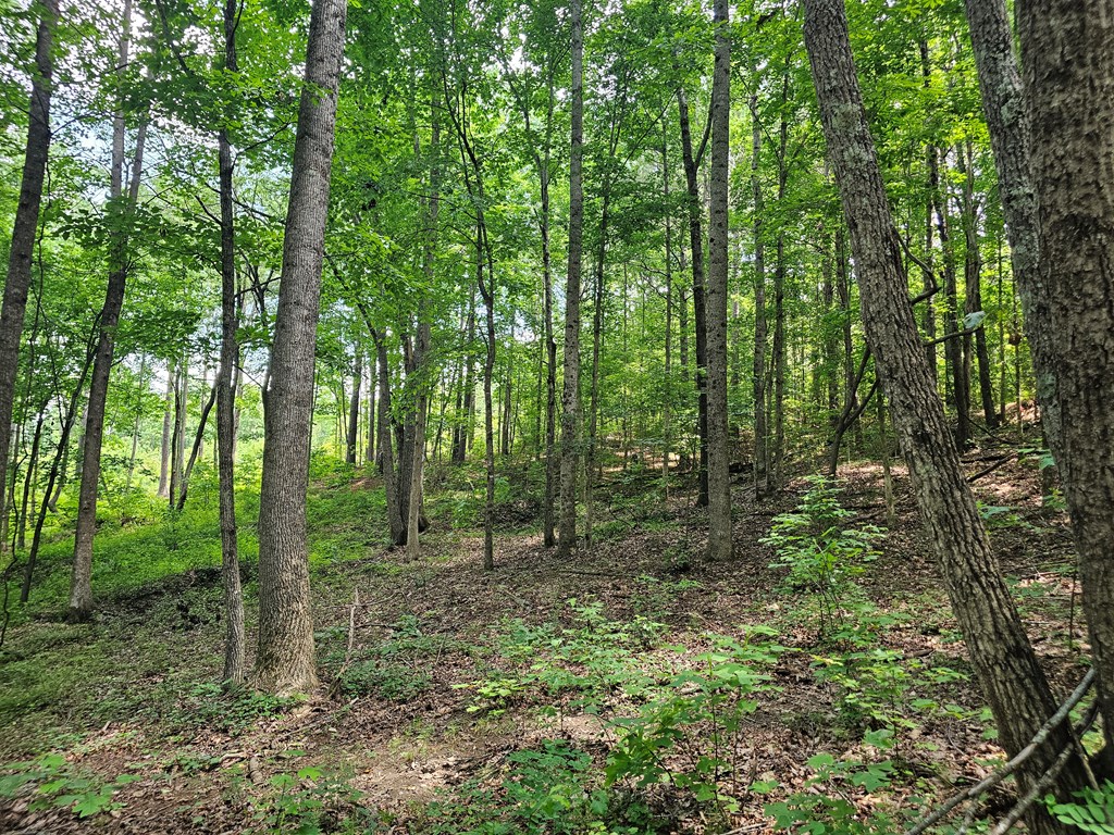 0 Twisted Oak Road Property Photo 17