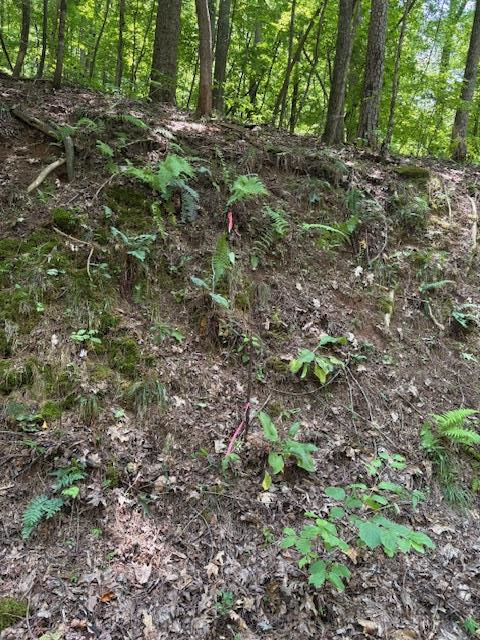 0 Mountain View Court Property Photo 1