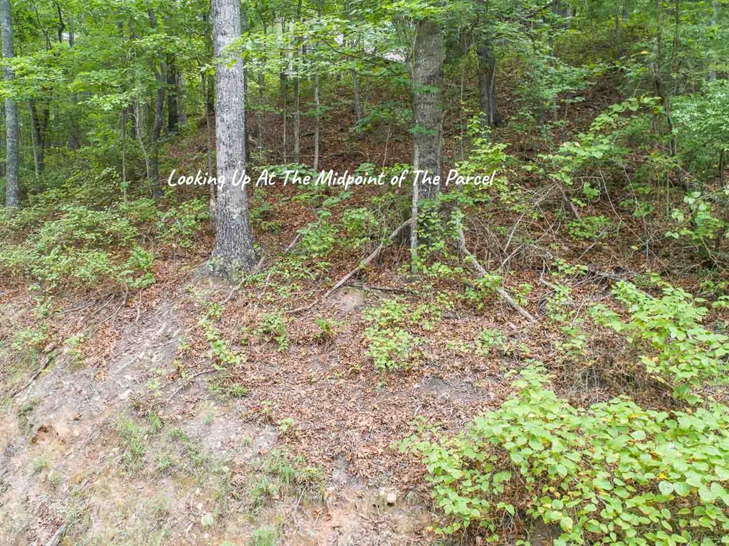 0 Deer Lane Property Photo 10