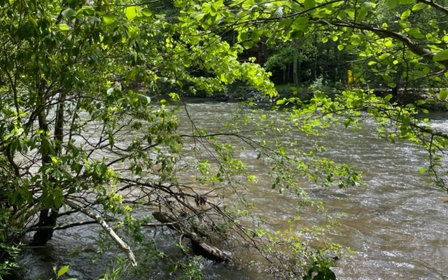 0.33 Ac Shallowford Bridge Property Photo 14
