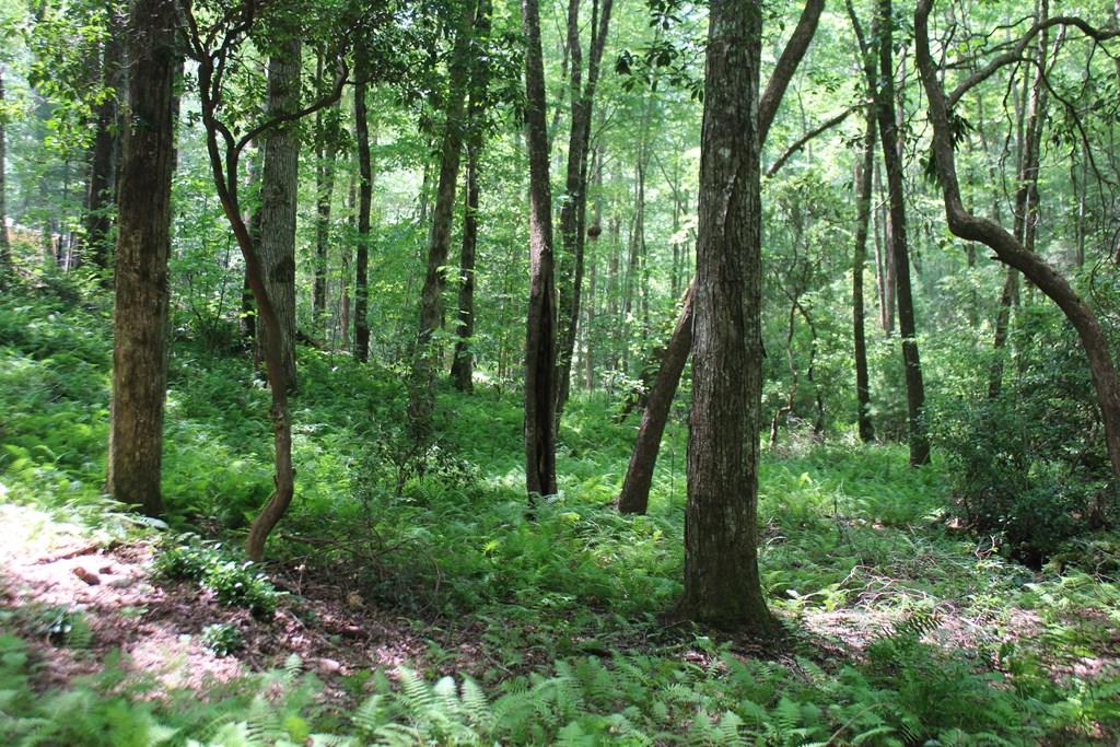 Lot 25 N Shelton Springs Drive Property Photo 1
