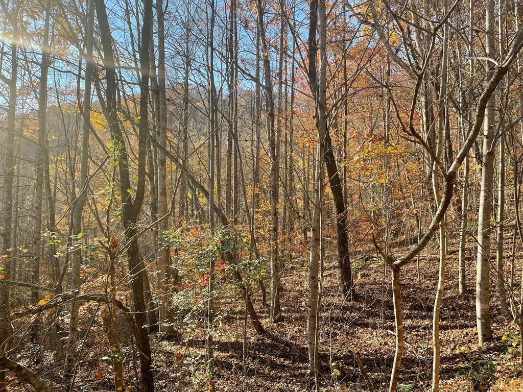 Lot 41c Ash Branch Circle Property Photo 2