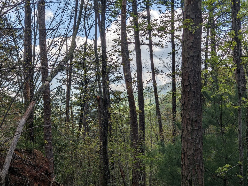 Lot 7 Caddis Trail Property Photo 9