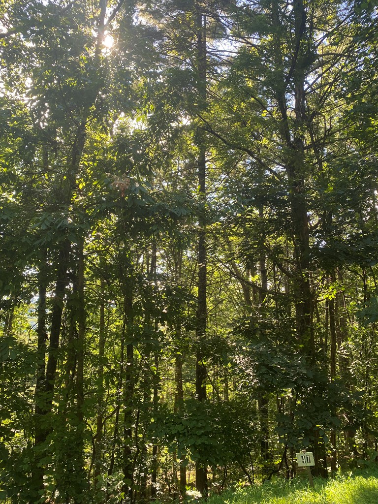 Lot 47 Mountain Top Property Photo 9