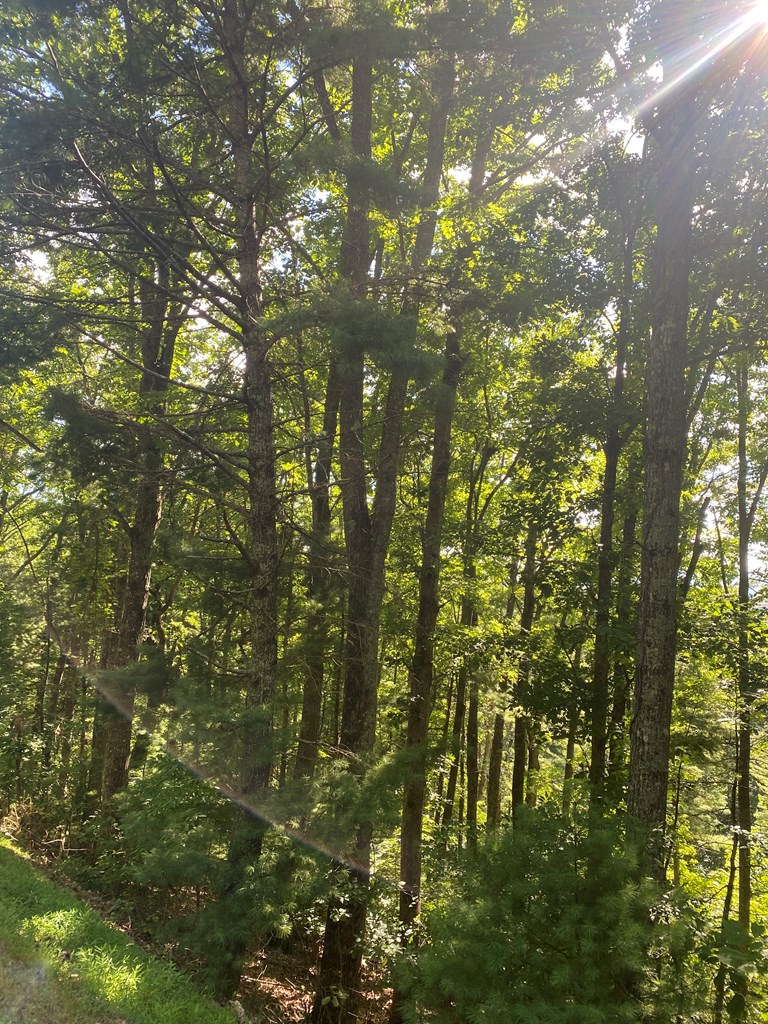 Lot 47 Mountain Top Property Photo 13