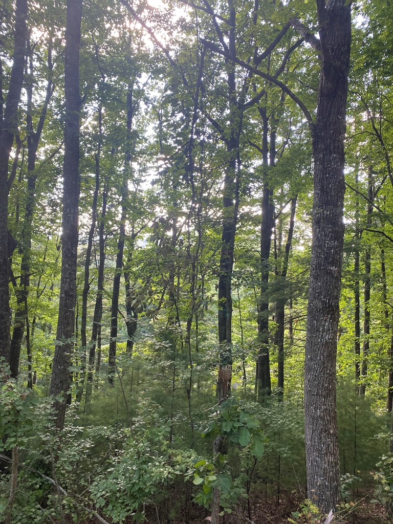 Lot 47 Mountain Top Property Photo 14