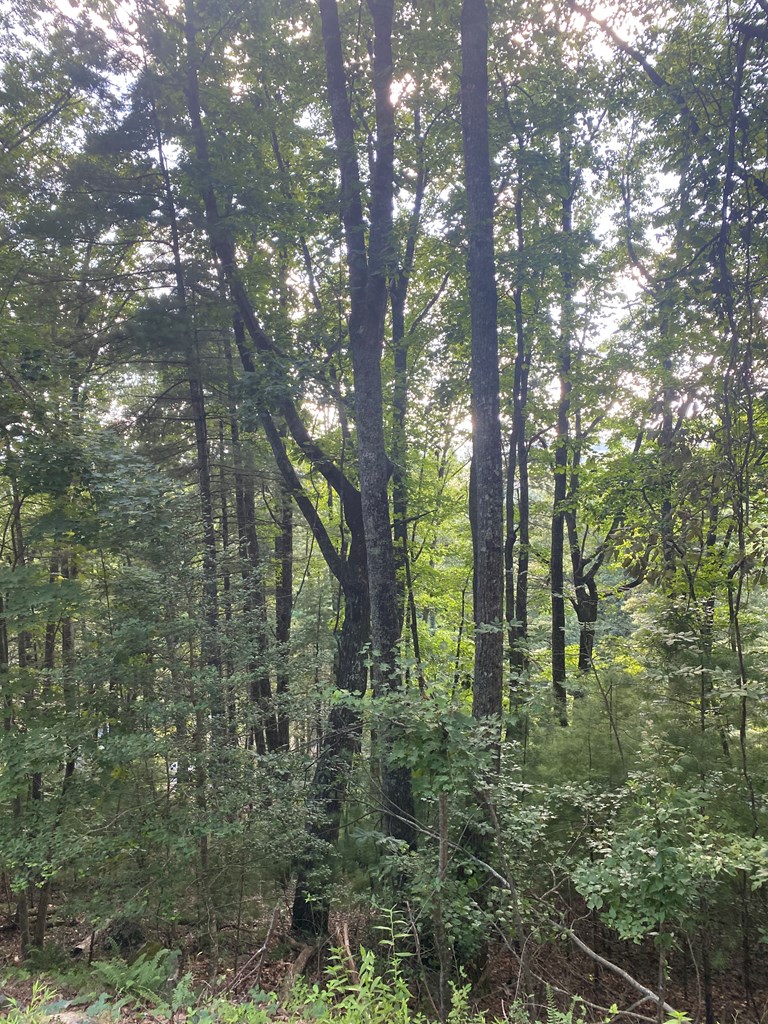 Lot 47 Mountain Top Property Photo 15