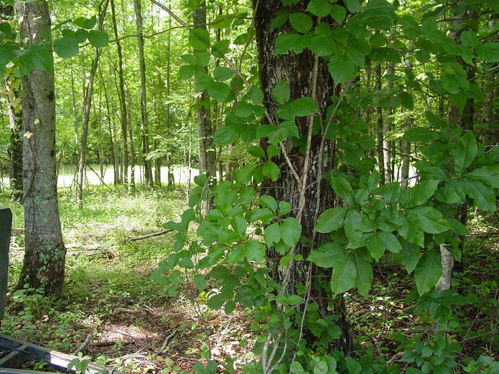 #13 Dan Knob Property Photo 1