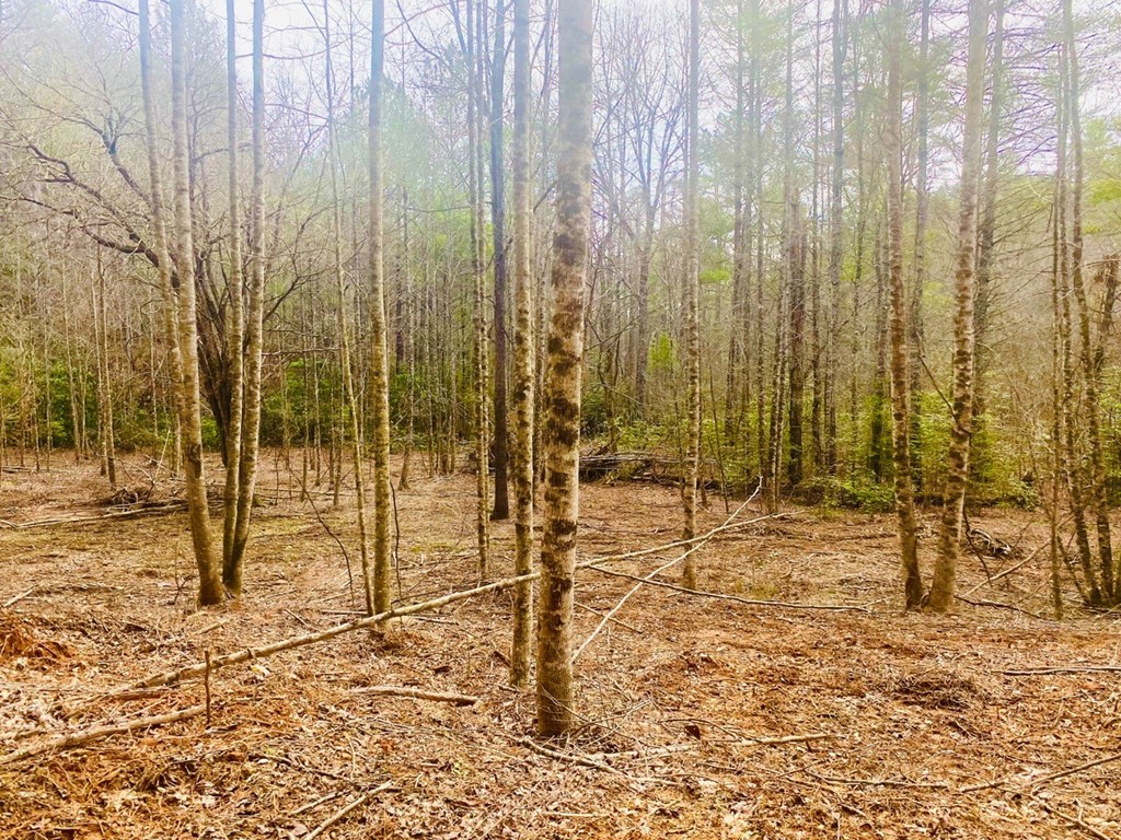 0 Flea Mountain Road Property Photo 17