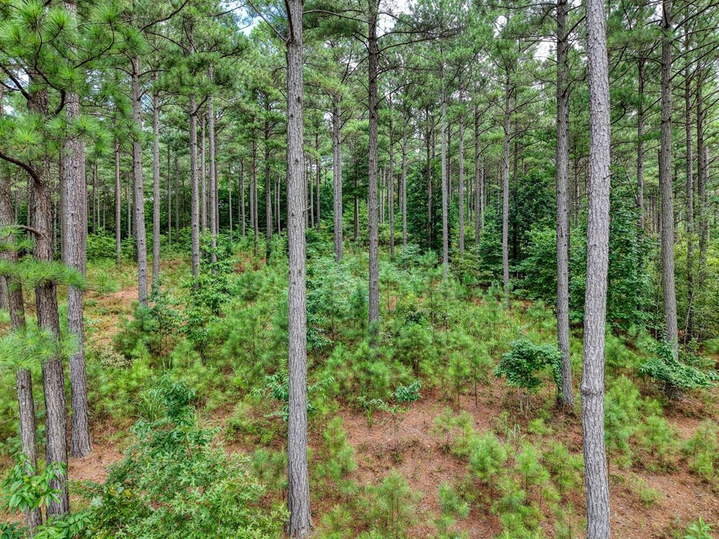Lot 169 Thirteen Hundred Property Photo 4