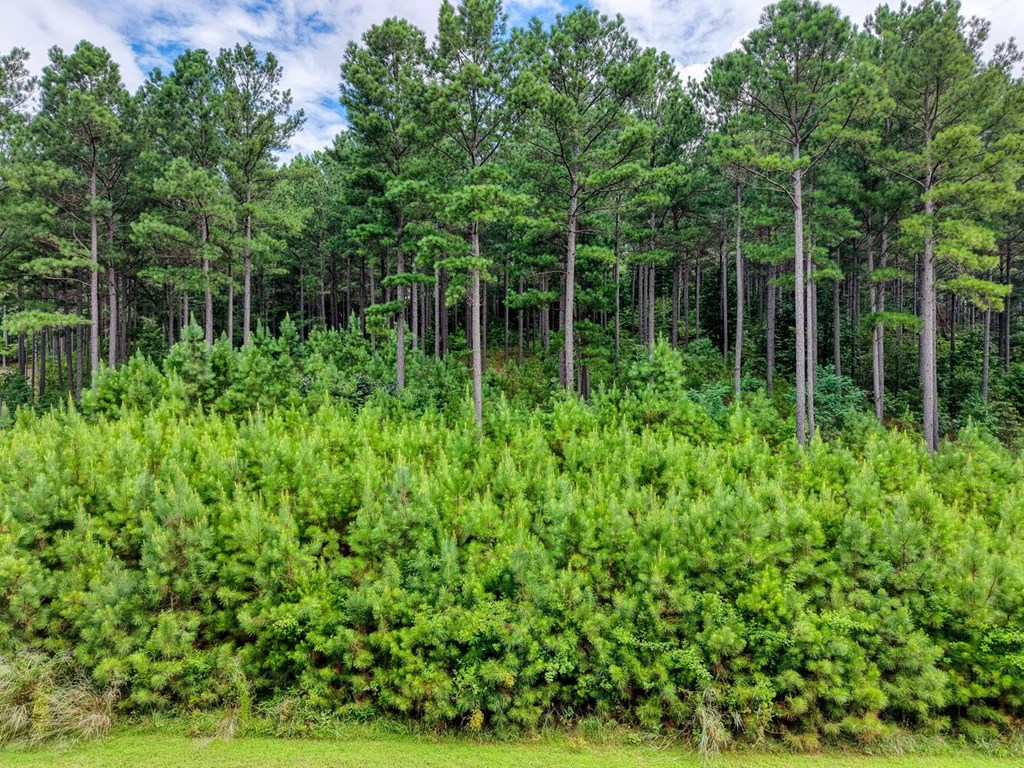 Lot 169 Thirteen Hundred Property Photo 6