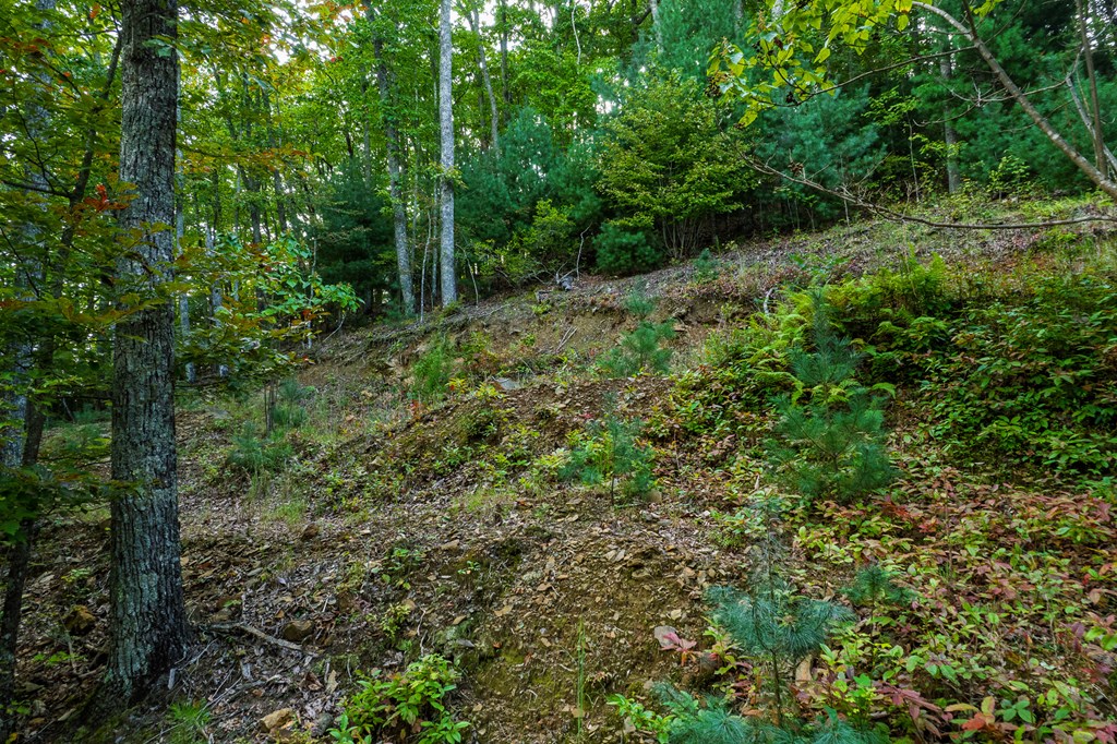 0 Dusty Danno Trail Property Photo 14