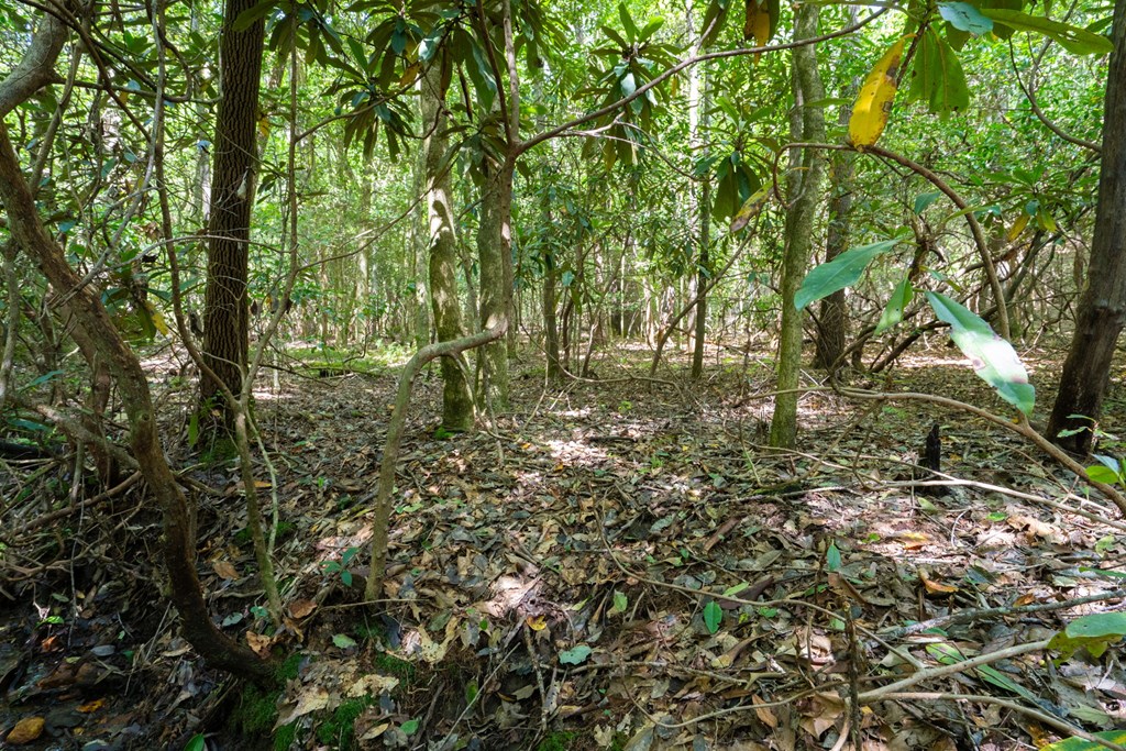 26.98 Ac Tusquittee Property Photo 8