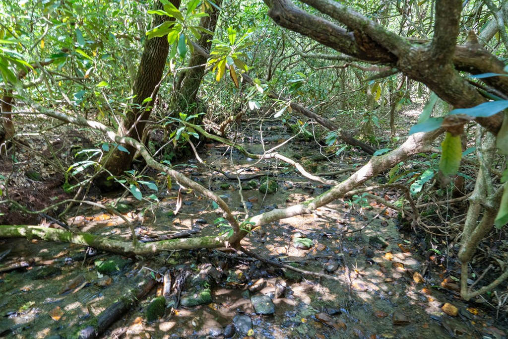26.98 Ac Tusquittee Property Photo 10