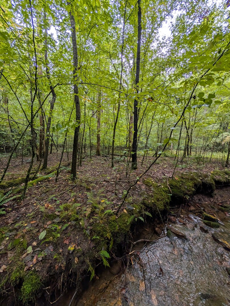 26.98 Ac Tusquittee Property Photo 12