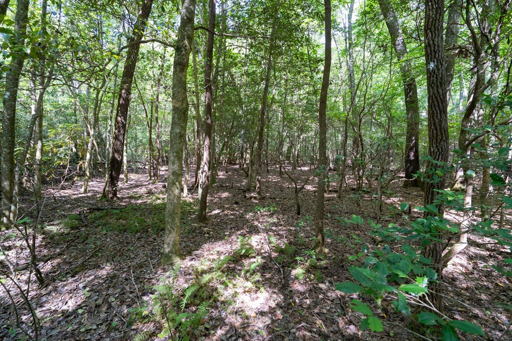 26.98 Ac Tusquittee Property Photo 13