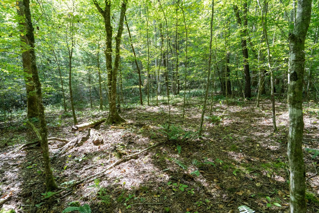 26.98 Ac Tusquittee Property Photo 19