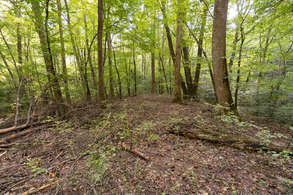 26.98 Ac Tusquittee Property Photo 25