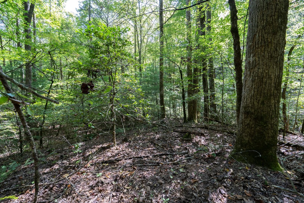 26.98 Ac Tusquittee Property Photo 28