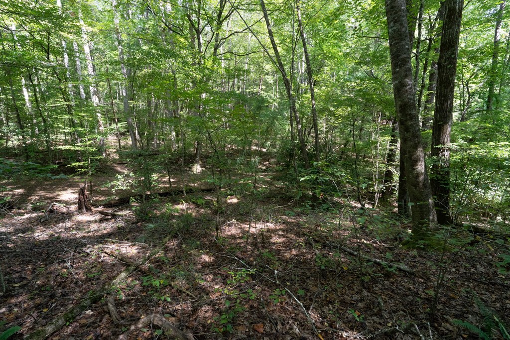 26.98 Ac Tusquittee Property Photo 29