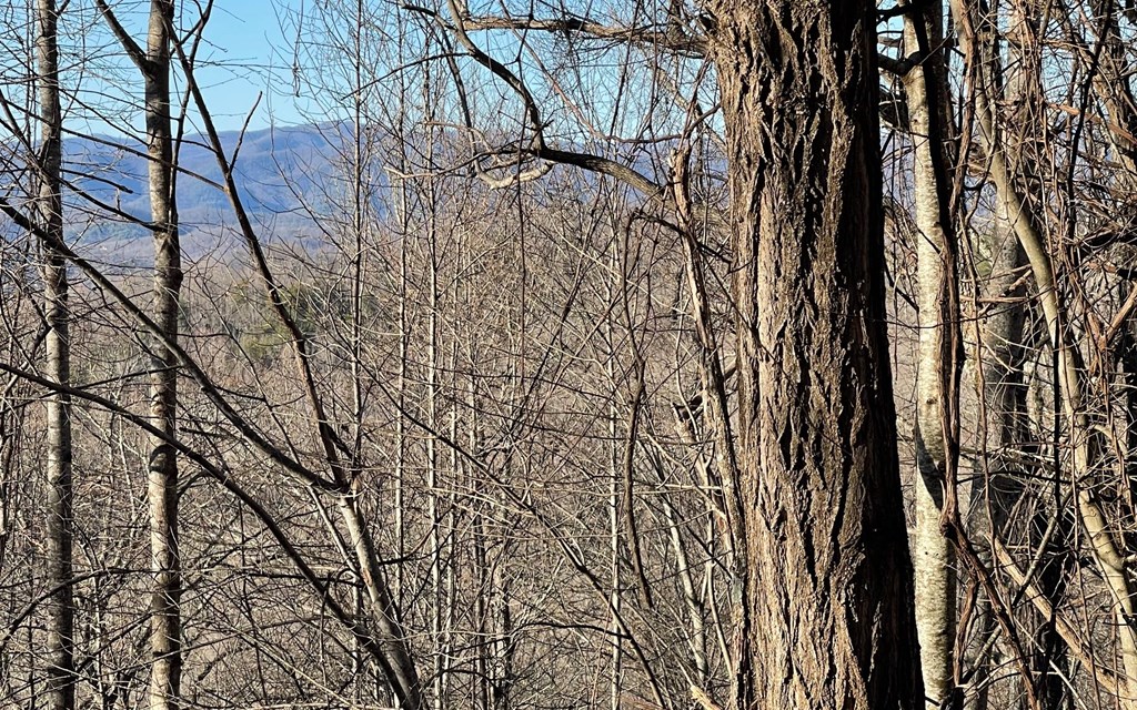 Lot 63 Dan Knob Property Photo 11